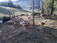 Hühner c) Familie Sohm.jpg © Familie Sohm Hühner c) Familie Sohm.jpg © Familie Sohm