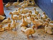 Enten cLK Vbg 4c.jpg © LK Vbg Enten cLK Vbg 4c.jpg © LK Vbg