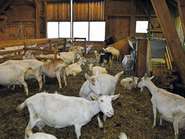 Ziegen  cLK Vbg 4c.jpg © LK Vbg Ziegen  cLK Vbg 4c.jpg © LK Vbg