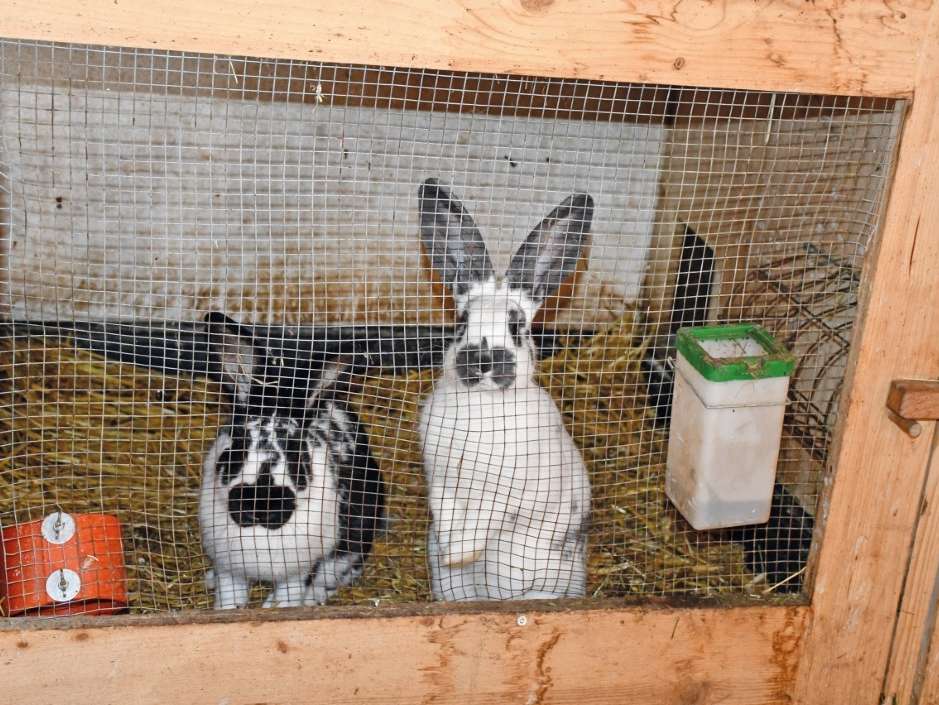 Hasen cLK Vbg 4c.jpg © LK Vbg Hasen cLK Vbg 4c.jpg © LK Vbg