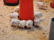 Masthühner cLK Vbg 4c.jpg © LK Vbg Masthühner cLK Vbg 4c.jpg © LK Vbg