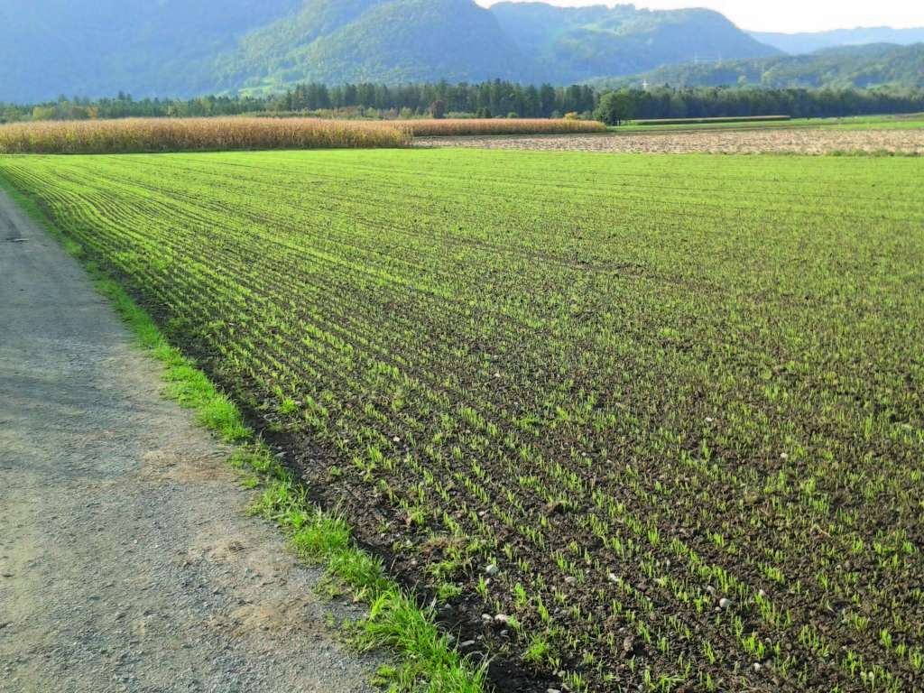 Bio-Braugerstenaufgang_Meiningen (c) Brauerei Fohrenburg 4c.jpg © Brauerei Fohrenburg Bio-Braugerstenaufgang_Meiningen (c) Brauerei Fohrenburg 4c.jpg © Brauerei Fohrenburg