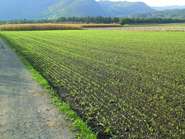 Bio-Braugerstenaufgang_Meiningen (c) Brauerei Fohrenburg 4c.jpg © Brauerei Fohrenburg Bio-Braugerstenaufgang_Meiningen (c) Brauerei Fohrenburg 4c.jpg © Brauerei Fohrenburg