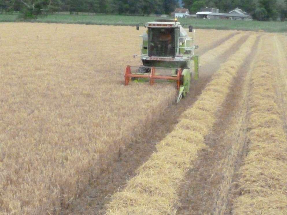 Braugerste (c) Brauerei Fohrenburg.jpg © Brauerei Fohrenburg Braugerste (c) Brauerei Fohrenburg.jpg © Brauerei Fohrenburg