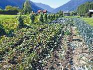 Feld (c) LKVbg 4c.jpg © LK Vbg. Feld (c) LKVbg 4c.jpg © LK Vbg.