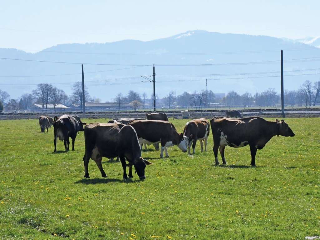 Lässer_1991 cVbg LK 4c.jpg © LK Vbg Lässer_1991 cVbg LK 4c.jpg © LK Vbg