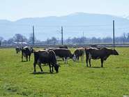 Lässer_1991 cVbg LK 4c.jpg © LK Vbg Lässer_1991 cVbg LK 4c.jpg © LK Vbg