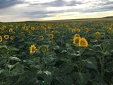 Sommer im Land um Laa © Andrea Uhl LK NÖ