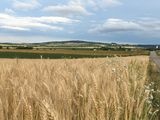 Sommer im Land um Laa © Andrea Uhl LK NÖ