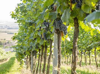 Weinbau © Sonja Hießberger/LK Niederösterreich