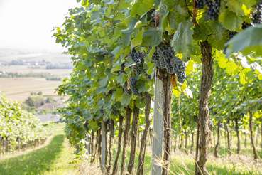 Weinbau © Sonja Hießberger/LK Niederösterreich