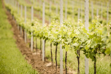 Weinberge.jpg © karinnussbaumer.com