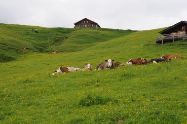 Rinder auf der Alm.jpg © Sarah Dürnberger