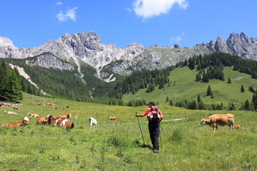 Wandern Almen.jpg