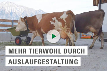 video_substart_bauberatung_auslauf_tierwohl_2020 © LK Tirol