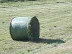 Futtermittel Heuballen.jpg Futtermittel Heuballen.jpg