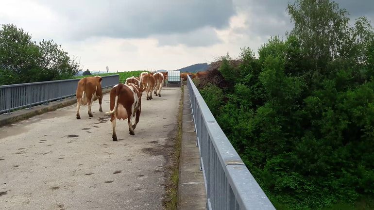 Weidetrieb auf öffentl. Weg Schürz.jpg Weidetrieb auf öffentl. Weg Schürz.jpg
