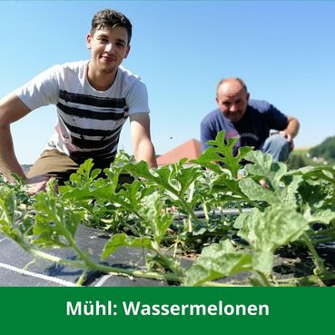 muehl-wassermelonen-lk burgenland-innovationspreis burgenland isst innovativ.jpg
