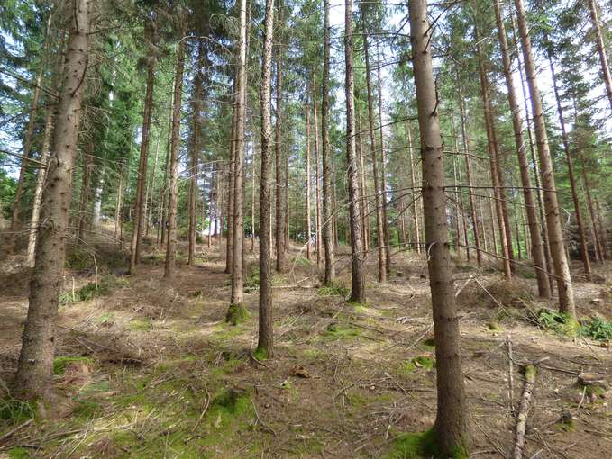 Gepflegter Jungwald ©Krogger.jpg © Krogger
