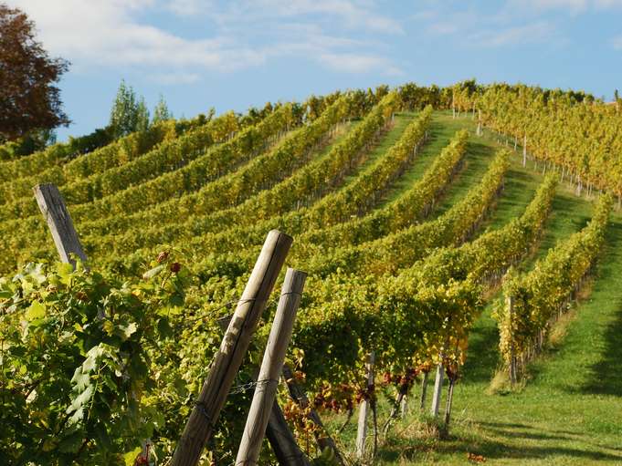 Weinberg Südsteiermark.jpg © Landwirtschaftskammer Steiermark