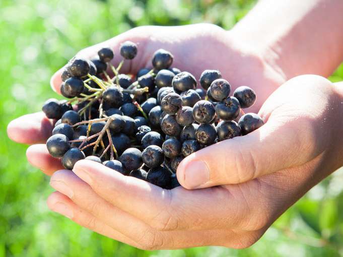 Beeren mit Hand.jpg