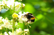 Hummel_Kastanie.jpg © LK/Dürnberger