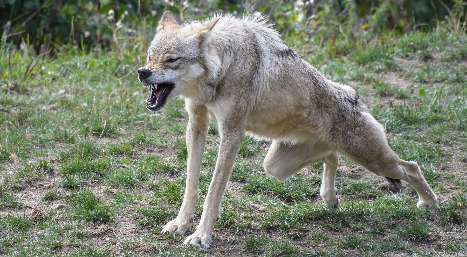 wolf.jpg © Pixabay wolf.jpg © Pixabay
