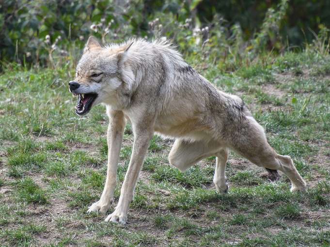 wolf.jpg © Pixabay