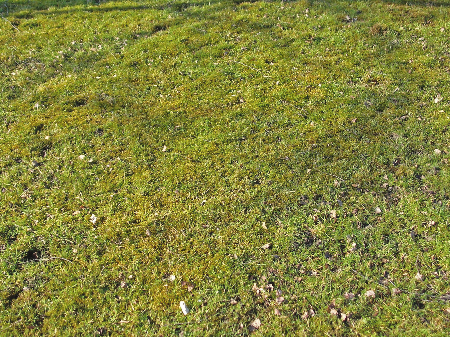 Mit Moos nix los.jpg © Galler Mit Moos nix los.jpg © Galler