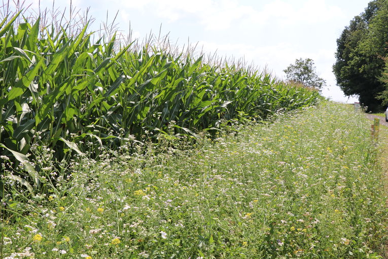 Maisacker mit Blühstreifen © Landwirtschaftskammer Steiermark / Roman Musch