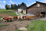 Reportage Familie Koppensteiner © Paula Pöchlauer-Kozel/LK Niederösterreich