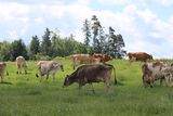 Reportage Familie Koppensteiner © Paula Pöchlauer-Kozel/LK Niederösterreich