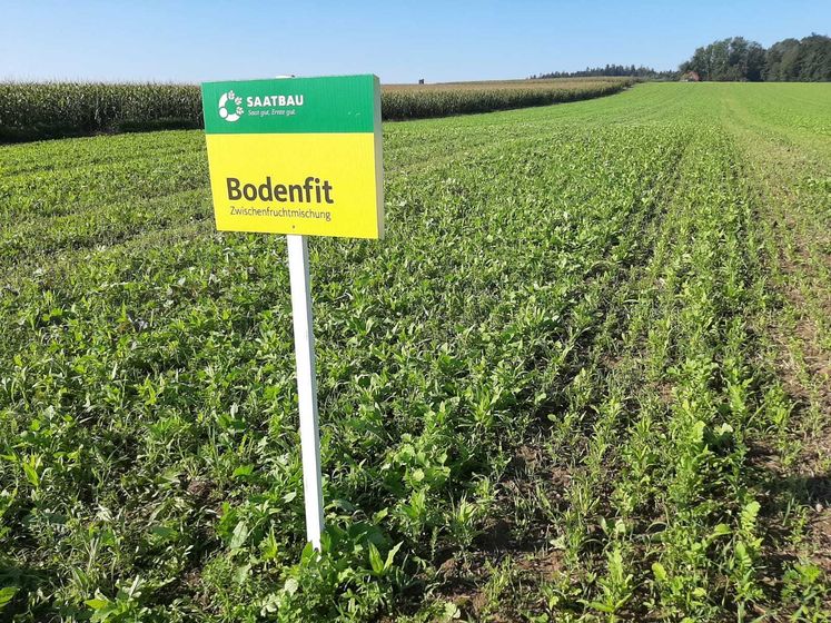 Besichtigung der Zwischenfrucht-Varianten in Waizenkirchen am 9. September 2020