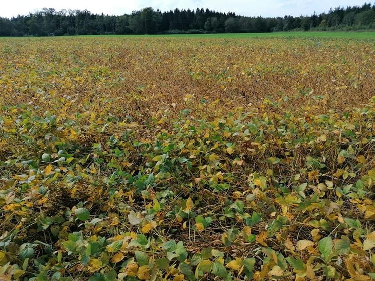 Bilder vom Sojaversuch in Bad Wimsbach-Neydharting bei Fam. Kastenhuber##+##11. September 2020