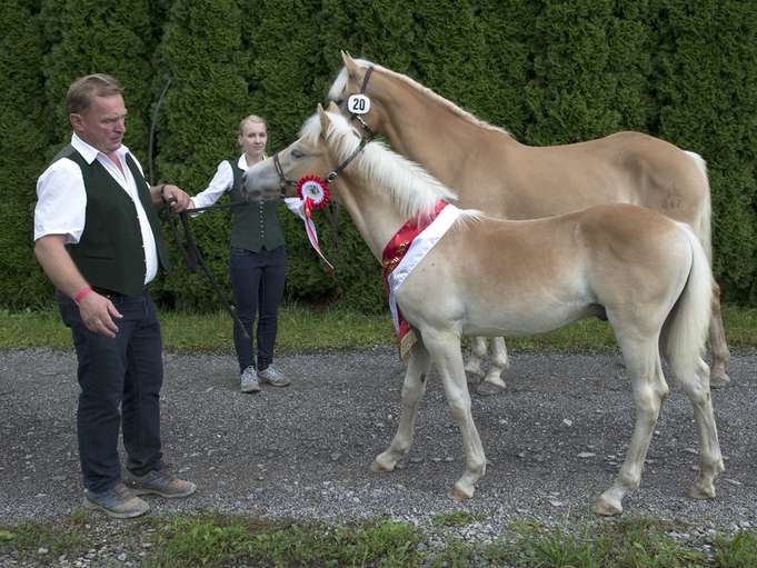 Nachwuchs-Talente Kuchl bei der Landesfohlenschau und Reitpferdeprüfung.jpg © LPZV Salzburg Nachwuchs-Talente Kuchl bei der Landesfohlenschau und Reitpferdeprüfung.jpg © LPZV Salzburg