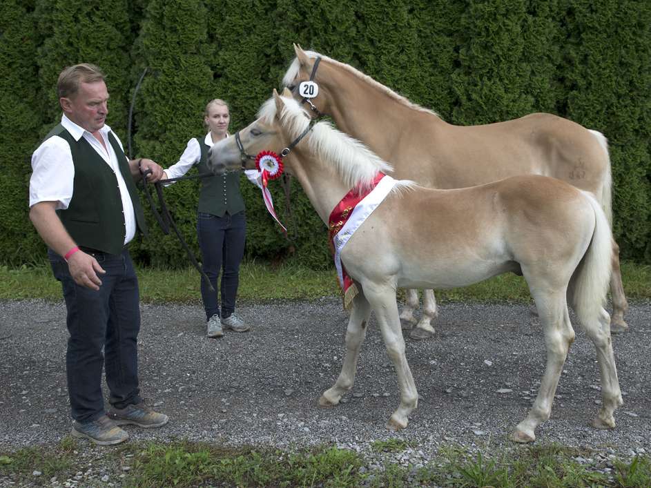 Nachwuchs-Talente Kuchl bei der Landesfohlenschau und Reitpferdeprüfung.jpg © LPZV Salzburg Nachwuchs-Talente Kuchl bei der Landesfohlenschau und Reitpferdeprüfung.jpg © LPZV Salzburg