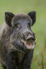 3 Wildschwein Adobe Stock.jpg