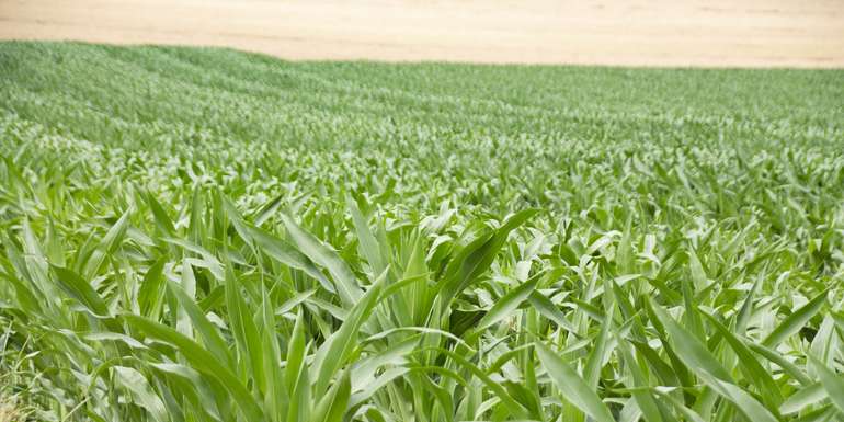 Mais.jpg © Sonja_Hiessberger/LK Niederösterreich
