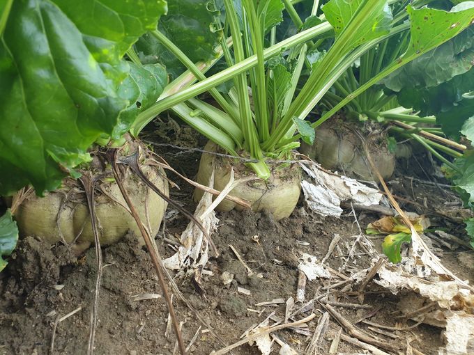 Zuckerrübe.jpg © LK OÖ/Martin Bäck Zuckerrübe.jpg © LK OÖ/Martin Bäck