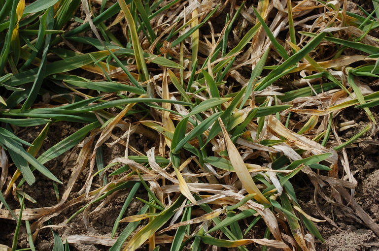 typische Symptome von Getreidevirosen: kurzer gestrauchter Wuchs und verfärbte Blätter .jpg © Mag. Harald Schally/LK Niederösterreich typische Symptome von Getreidevirosen: kurzer gestrauchter Wuchs und verfärbte Blätter .jpg © Mag. Harald Schally/LK Niederösterreich
