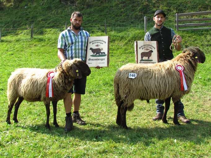 Wollige Genossen im Rampenlicht.jpg © Salzburger Landesverband für Schafe und Ziegen