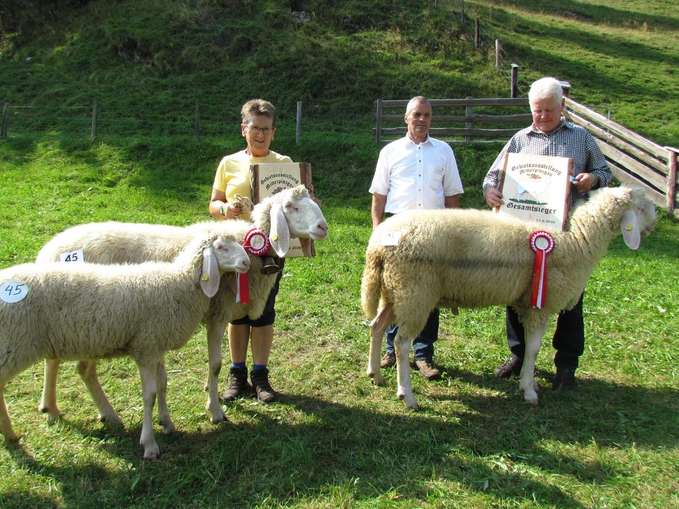 Wollige Genossen im Rampenlicht.jpg © Salzburger Landesverband für Schafe und Ziegen