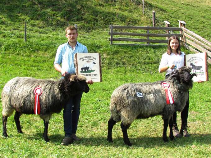 Wollige Genossen im Rampenlicht.jpg © Salzburger Landesverband für Schafe und Ziegen