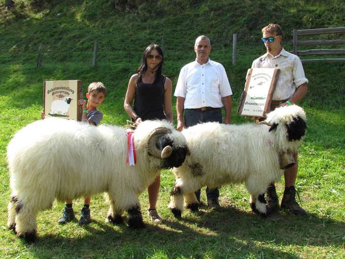 Wollige Genossen im Rampenlicht.jpg © Salzburger Landesverband für Schafe und Ziegen