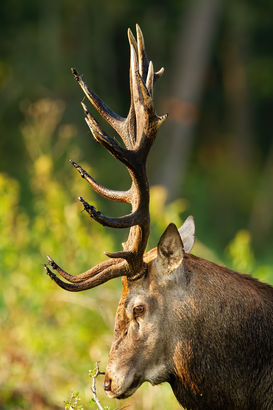 1 Hirsch.jpg 1 Hirsch.jpg