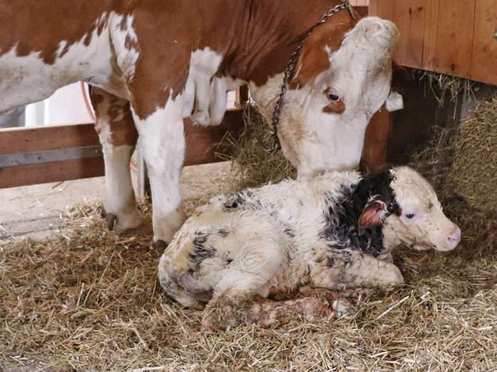 Biestmilch für das Kalb: Qualität vor Quantität.jpg © Kronreif Biestmilch für das Kalb: Qualität vor Quantität.jpg © Kronreif