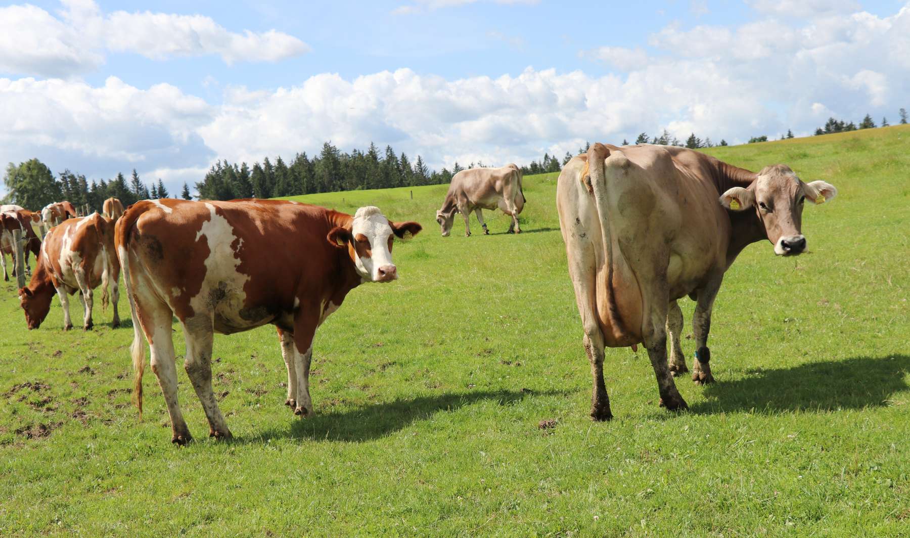 Weidehaltung.jpg © Paula Pöchlauer-Kozel/LK Niederösterreich Weidehaltung.jpg © Paula Pöchlauer-Kozel/LK Niederösterreich