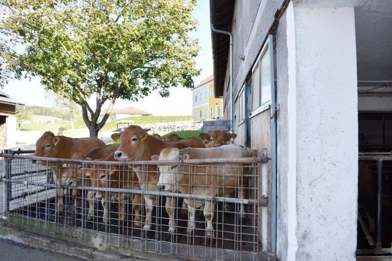 Rinder im Auslauf.jpg © August Bittermann/LK Niederösterreich