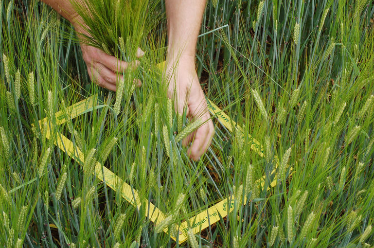 Sommergerste im Herbstanbau mit Zählrahmen.jpg © Harald Schally/LK Niederösterreich