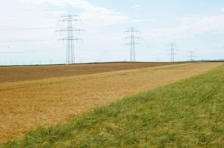 LK Braugerstenversuch in Sierndorf; im Vordergrund: Sommergerste im Frühjahr angebaut mit Zwiewuchs; Mitte: Sommergerste-Herbstanbau; Hintergrund: Winterbraugerste.jpg